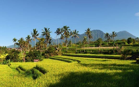 Rizières en terrasses de Bali