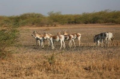 Rann de Kutch
