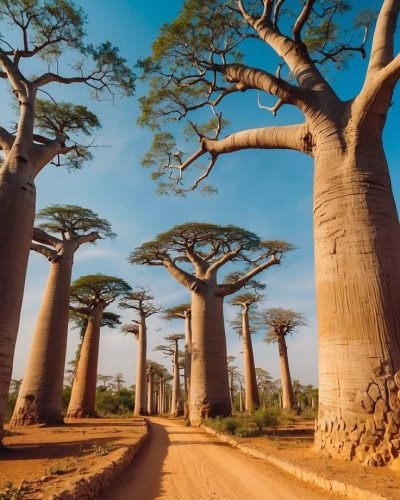 avenue des baobabs​