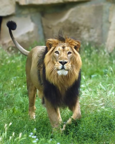 the,asiatic,lion,(panthera,leo,leo),looks,into,the,lens.