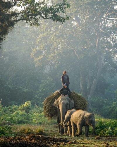 parc national de chitwan​