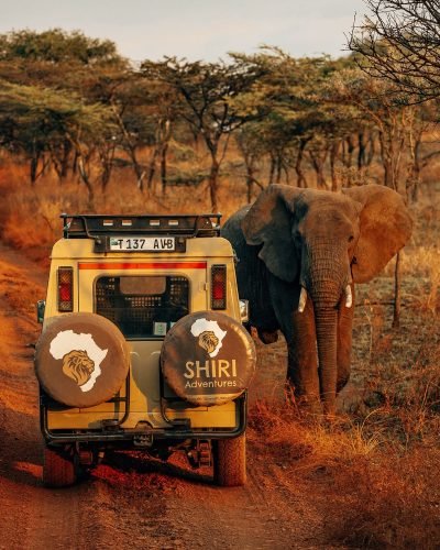 serengeti national park​