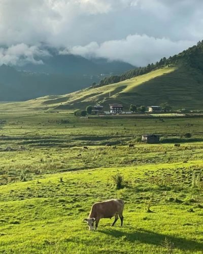 vallée de phobjikha​